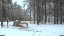 2021_12_25_09_28_28_Hirvekaamera_Saaremaal_Deer_camera_in_Saaremaa_Estonia_Cervus_elaphus_YouT.png