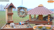 2021_12_27_12_05_30_9_LIVE_Bird_Feeder_Cams_From_Around_the_World_2021_Bird_Watching_HQ_Mozill.png