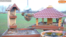2021_12_31_13_05_16_9_LIVE_Bird_Feeder_Cams_From_Around_the_World_2022_Bird_Watching_HQ_Mozill.png