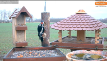2022_01_02_10_11_19_9_LIVE_Bird_Feeder_Cams_From_Around_the_World_2022_Bird_Watching_HQ_Mozill.png