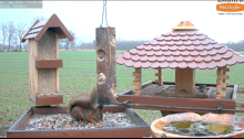 2022_01_02_10_29_23_9_LIVE_Bird_Feeder_Cams_From_Around_the_World_2022_Bird_Watching_HQ_Mozill.png