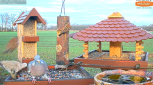 2022_01_02_11_47_44_9_LIVE_Bird_Feeder_Cams_From_Around_the_World_2022_Bird_Watching_HQ_Mozill.png