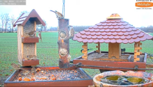 2022_01_05_15_13_28_9_LIVE_Bird_Feeder_Cams_From_Around_the_World_2022_Bird_Watching_HQ_Mozill.png