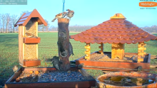 2022_01_08_14_59_56_9_LIVE_Bird_Feeder_Cams_From_Around_the_World_2022_Bird_Watching_HQ_Mozill.png