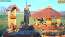 2022_01_08_15_00_32_9_LIVE_Bird_Feeder_Cams_From_Around_the_World_2022_Bird_Watching_HQ_Mozill.png