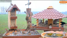 2022_01_08_17_06_32_9_LIVE_Bird_Feeder_Cams_From_Around_the_World_2022_Bird_Watching_HQ_Mozill.png