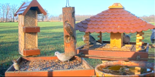 2022_01_10_19_57_42_9_LIVE_Bird_Feeder_Cams_From_Around_the_World_2022_Bird_Watching_HQ_Mozill.png
