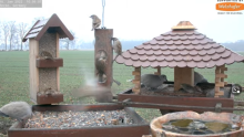 2022_01_16_12_06_33_9_LIVE_Bird_Feeder_Cams_From_Around_the_World_2022_Bird_Watching_HQ_Mozill.png