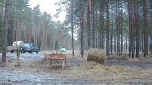 2022_01_20_08_50_08_Hirvekaamera_Saaremaal_Deer_camera_in_Saaremaa_Estonia_Cervus_elaphus_YouT.png