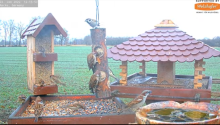 2022_01_22_12_51_08_9_LIVE_Bird_Feeder_Cams_From_Around_the_World_2022_Bird_Watching_HQ_Mozill.png