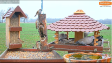 2022_01_25_18_43_11_9_LIVE_Bird_Feeder_Cams_From_Around_the_World_2022_Bird_Watching_HQ_Mozill.png