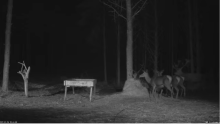 2022_01_25_17_45_25_Hirvekaamera_Saaremaal_Deer_camera_in_Saaremaa_Estonia_Cervus_elaphus_YouT.png