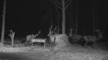 2022_01_31_18_36_45_Hirvekaamera_Saaremaal_Deer_camera_in_Saaremaa_Estonia_Cervus_elaphus_YouT.png