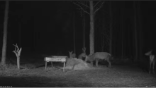 2022_02_09_17_37_56_Hirvekaamera_Saaremaal_Deer_camera_in_Saaremaa_Estonia_Cervus_elaphus_YouT.png