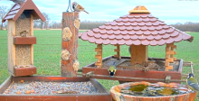 2022_02_14_11_32_16_9_LIVE_Bird_Feeder_Cams_From_Around_the_World_2022_Bird_Watching_HQ_Mozill.png