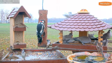 2021_11_20_14_12_06_9_LIVE_Bird_Feeder_Cams_From_Around_the_World_2021_Bird_Watching_HQ_Mozill.png