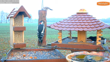 2021_11_24_09_01_28_9_LIVE_Bird_Feeder_Cams_From_Around_the_World_2021_Bird_Watching_HQ_Mozill.png