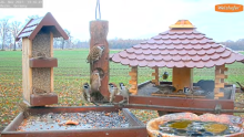 2021_11_26_13_37_37_9_LIVE_Bird_Feeder_Cams_From_Around_the_World_2021_Bird_Watching_HQ_Mozill.png