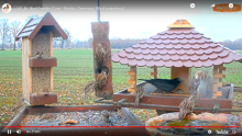 2021_11_26_13_39_11_9_LIVE_Bird_Feeder_Cams_From_Around_the_World_2021_Bird_Watching_HQ_Mozill.png