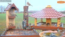 2021_12_01_15_47_59_9_LIVE_Bird_Feeder_Cams_From_Around_the_World_2021_Bird_Watching_HQ_Mozill.png
