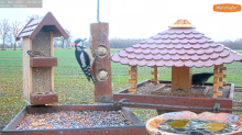 2021_12_02_10_31_21_9_LIVE_Bird_Feeder_Cams_From_Around_the_World_2021_Bird_Watching_HQ_Mozill.png
