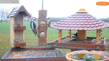 2021_12_02_10_32_19_9_LIVE_Bird_Feeder_Cams_From_Around_the_World_2021_Bird_Watching_HQ_Mozill.png