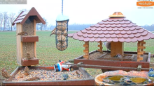 2021_12_27_11_56_21_9_LIVE_Bird_Feeder_Cams_From_Around_the_World_2021_Bird_Watching_HQ_Mozill.png