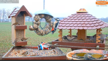 2021_12_27_11_57_20_9_LIVE_Bird_Feeder_Cams_From_Around_the_World_2021_Bird_Watching_HQ_Mozill.png