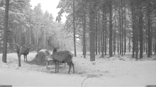 2021_12_28_08_00_06_Hirvekaamera_Saaremaal_Deer_camera_in_Saaremaa_Estonia_Cervus_elaphus_YouT.png