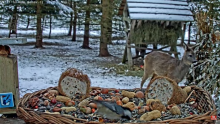2021_12_28_08_12_17_9_LIVE_Bird_Feeder_Cams_From_Around_the_World_2022_Bird_Watching_HQ_Mozill.png