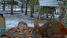 2021_12_28_08_13_06_9_LIVE_Bird_Feeder_Cams_From_Around_the_World_2022_Bird_Watching_HQ_Mozill.png