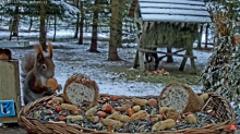 2021_12_28_08_14_02_9_LIVE_Bird_Feeder_Cams_From_Around_the_World_2022_Bird_Watching_HQ_Mozill.png