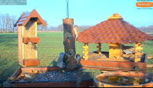 2022_01_08_15_01_50_9_LIVE_Bird_Feeder_Cams_From_Around_the_World_2022_Bird_Watching_HQ_Mozill.png