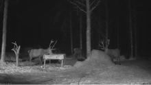 2022_01_11_16_51_44_Hirvekaamera_Saaremaal_Deer_camera_in_Saaremaa_Estonia_Cervus_elaphus_YouT.png