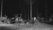 2022_01_11_17_34_36_Hirvekaamera_Saaremaal_Deer_camera_in_Saaremaa_Estonia_Cervus_elaphus_YouT.png