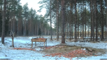 2022_01_18_14_24_21_Hirvekaamera_Saaremaal_Deer_camera_in_Saaremaa_Estonia_Cervus_elaphus_YouT.png