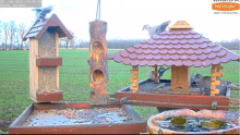 2022_01_20_14_41_40_9_LIVE_Bird_Feeder_Cams_From_Around_the_World_2022_Bird_Watching_HQ_Mozill.png