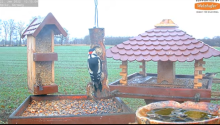 2022_01_22_12_50_15_9_LIVE_Bird_Feeder_Cams_From_Around_the_World_2022_Bird_Watching_HQ_Mozill.png