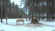 2022_01_23_13_15_48_Hirvekaamera_Saaremaal_Deer_camera_in_Saaremaa_Estonia_Cervus_elaphus_YouT.png
