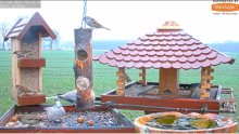 2022_01_29_09_57_43_9_LIVE_Bird_Feeder_Cams_From_Around_the_World_2022_Bird_Watching_HQ_Mozill.png