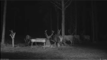 2022_02_09_18_23_38_Hirvekaamera_Saaremaal_Deer_camera_in_Saaremaa_Estonia_Cervus_elaphus_YouT.png