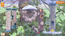 2022_11_17_09_24_49_LIVE_Tree_Bird_Feeder_Cam_High_Quality_3D_Sound_Recke_Germany_YouTube_M.png