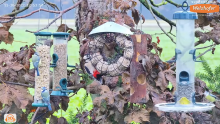 2022_11_30_12_54_24_LIVE_Tree_Bird_Feeder_Cam_High_Quality_3D_Sound_Recke_Germany_YouTube_M.png