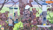 2022_12_05_13_34_02_LIVE_Tree_Bird_Feeder_Cam_High_Quality_3D_Sound_Recke_Germany_YouTube_M.png