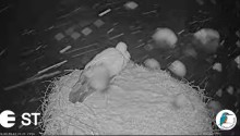 2023-03-30 09_23_25-Baltie stārķi (Ciconia ciconia) Tukuma novadā - LDF tiešraide __ White storks in.jpg